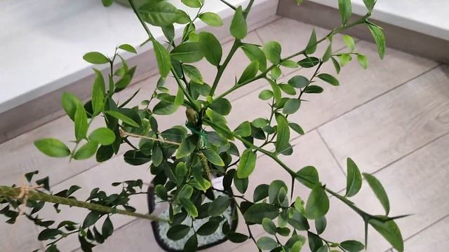 Дерево сад из цитрусовых на автополиве. смотреть онлайн