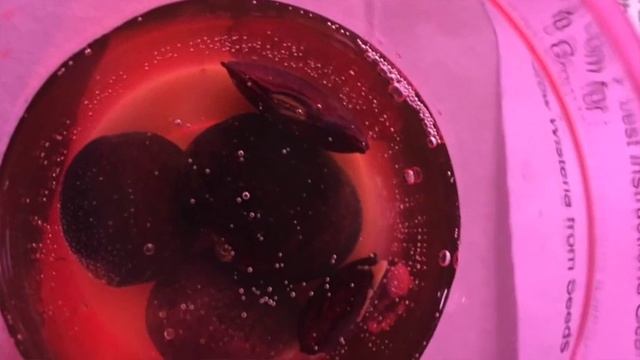 germination Bonsai tree seeds/Проращиваем семена Бонсай смотреть онлайн