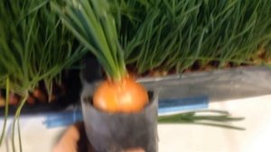 Лук на перо за 15 дней.(Самый лучший способ выращивания лука на перо).