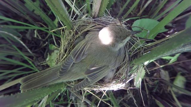 Камышовка болотная 150607 2 в лопухе gp150618 8 смотреть онлайн