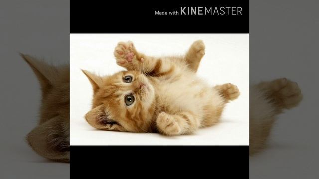 Как ухаживать за котятами без КОШКИ!!! Забота, ласка, тепло!!!