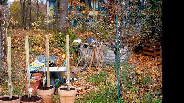 Wie rettet man eine alte Obstsorte - die dritte reale Vegetationsperiode смотреть онлайн