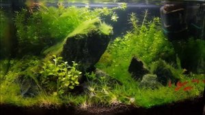 Нитчатая водоросль ризоклониум в аквариуме - как бороться?