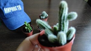 Кактусы из магазина Магнит.