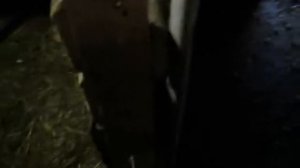 нутрии случка самца с самкой.