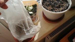 МОИ СИРЕНИ НА ПОДОКОННИКЕ !!!