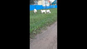 Кто пасется на лугу? Каникулы в деревне. Поем детские песенки и вспоминаем детские стихотворения.