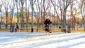 Дрессировка немецкой овчарки | как дрессировать немецкую овчарку| Команда положение с права