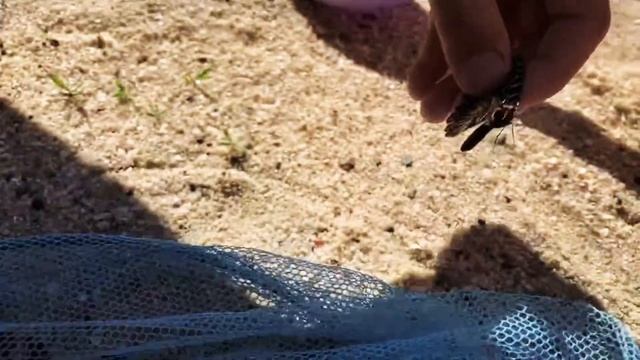 Поймал бабочку на даче смотреть онлайн