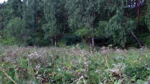 Сравнительный тест камуфляжа Русская цифровая флора, Цифра-2, Цифровой лес