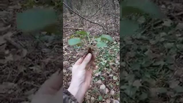 Грушанка смотреть онлайн