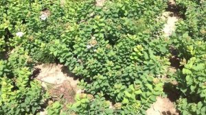 Спирея березолистная. Посадочный материал собственного производства.