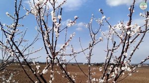 Как не допустить оголение веток на абрикосе.  Важно при выращивание абрикоса. Цветение абрикоса.