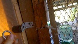 Разведение диких уток в домашних условиях