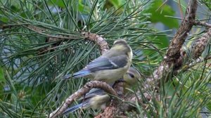 Обыкновенная лазоревка - BLUE TIT