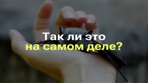 ЛЕТУЧИЕ МЫШИ ОРИЕНТИРУЮТСЯ С ПОМОЩЬЮ ЭХОЛОКАЦИИ I ЛЕТУЧИЕ МЫШИ СЛЕПЫЕ I РАЗБОР МИФА