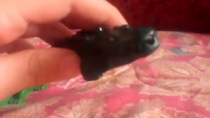 Лего животные