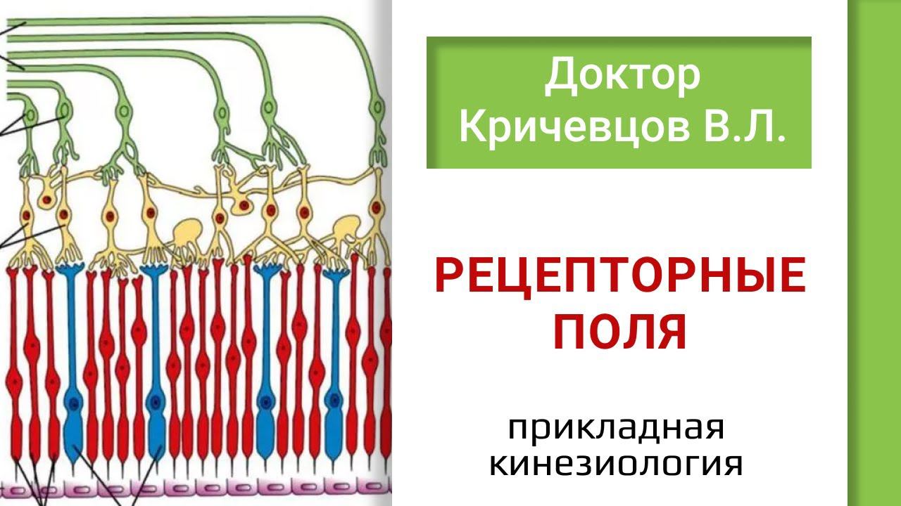 Прикладная кинезиология, рецепторные поля.