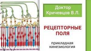 Прикладная кинезиология, рецепторные поля.