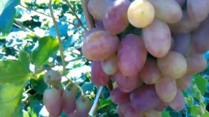 Сорт винограда юбилей новочеркасска в спелом состоянии