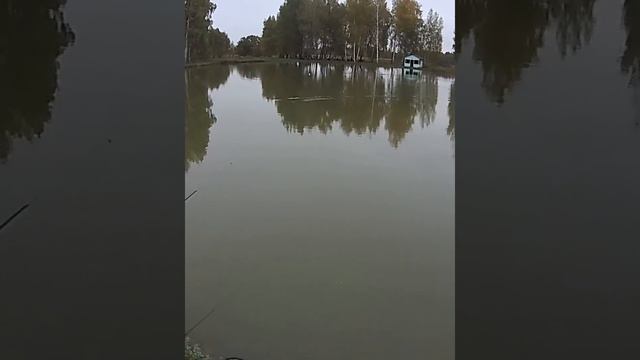 ФОРЕЛЬ.#Shorts. смотреть онлайн