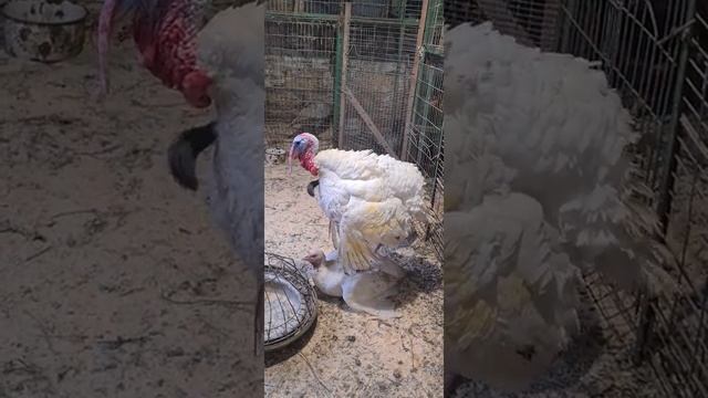 Спаривание индюков/Mating turkeys