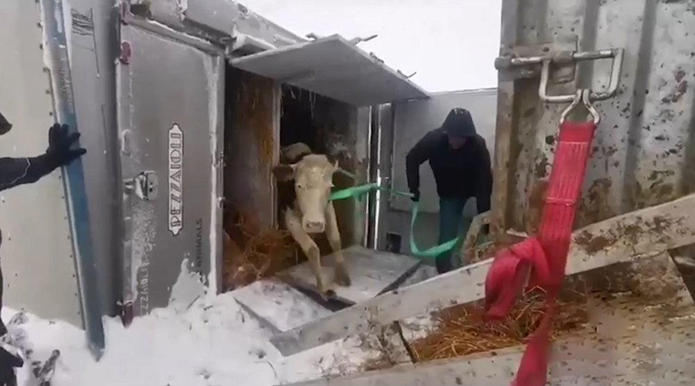 В Красноярском крае фура с коровами попала в ДТП / События на ТВЦ