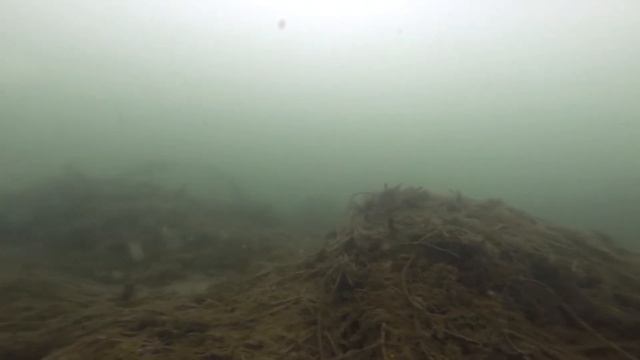 Что делает сазан зимой.Сьемка подольдом.