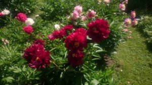 Paeonia Harry L. Smith