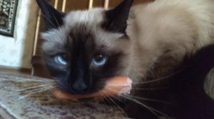 тайская кошка