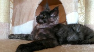 Котенок мейн-куна редкого окраса!