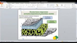 ОГЭ по биологии 9 класс Занятие 3. Ткани растений.
