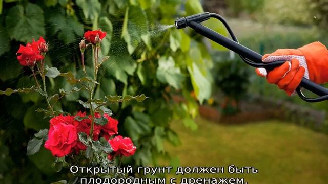 Плетистые розы: уход и выращивание смотреть онлайн