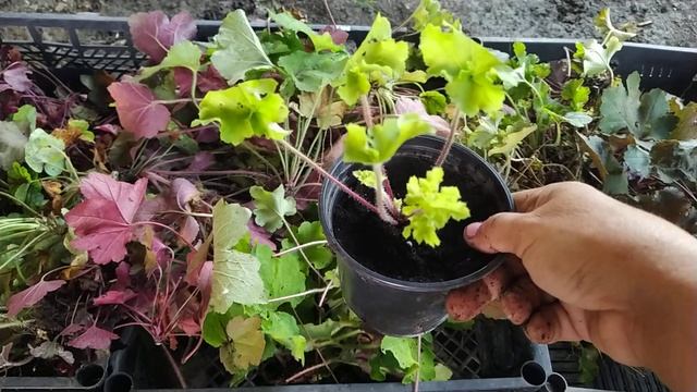 ГЕЙХЕРА И ГЕЙХЕРЕЛЛА ,ОБЗОР РАЗМНОЖЕНИЯ. смотреть онлайн