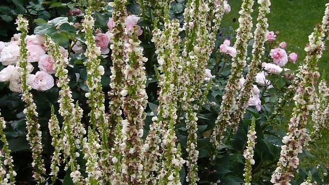Verbascum covered with bees in a rose garden смотреть онлайн
