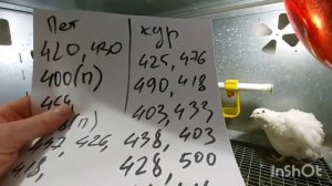 Забой перепелов: сроки, веса, себестоимость...