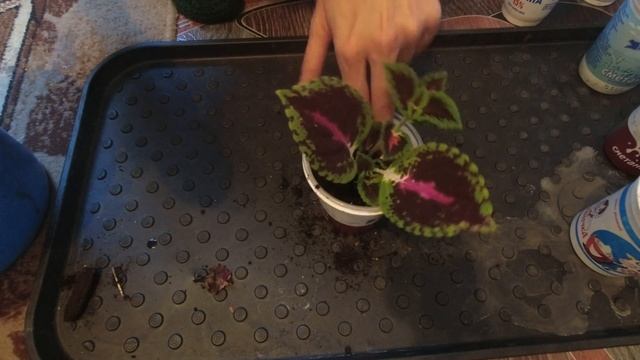 Занимаюсь рассадой, Перцы взошли. Что делаю дальше.