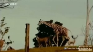 Эскобар (Кадры из его жизни)