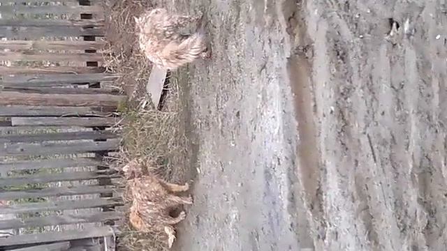 Бой котов смотреть до конца смотреть онлайн