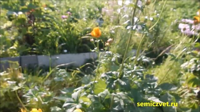 ?? Июль. Цветущее Заполярье. Цветы на дачном участке