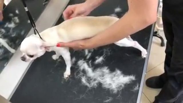 Экспресс линька чихуахуа