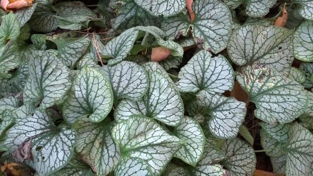 Brunnera macrophylla var. Jack Frost čes. pomněnkovec velkolistý смотреть онлайн