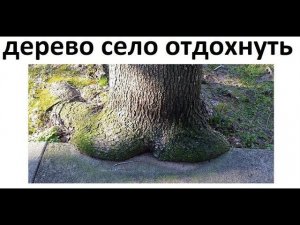 Лютые приколы. Дерево присело отдохнуть