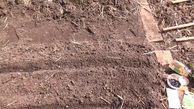 Сеем фасоль и бобы.Природное земледелие.