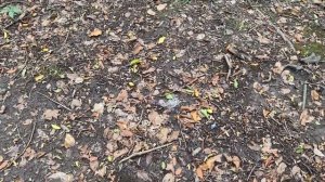 Жёлуди для попугаев и врановых птиц.  Давать можно и нужно.