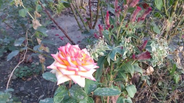 #НАДАЧЕ//НОВЫЕ ХВОЙНИКИ//ПОСАДКА ДЕРЕВЬЕВ//РАСШИРЯЕМ САД//УБОРКА🤗 смотреть онлайн