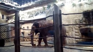 Московский зоопарк Слоны 2017