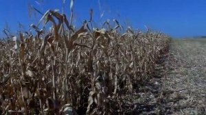 Уборка кукурузы 2018 (ГРАН)