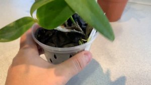 Эксперимент с посадкой орхидей в уголь