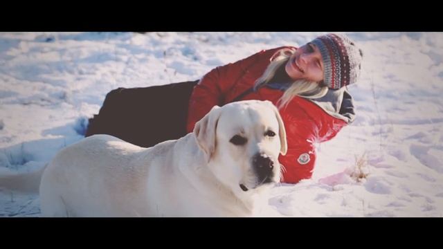 Labrador Bush.ПОРОДА СОБАК- ЛАБРАДОР РЕТРИВЕР.